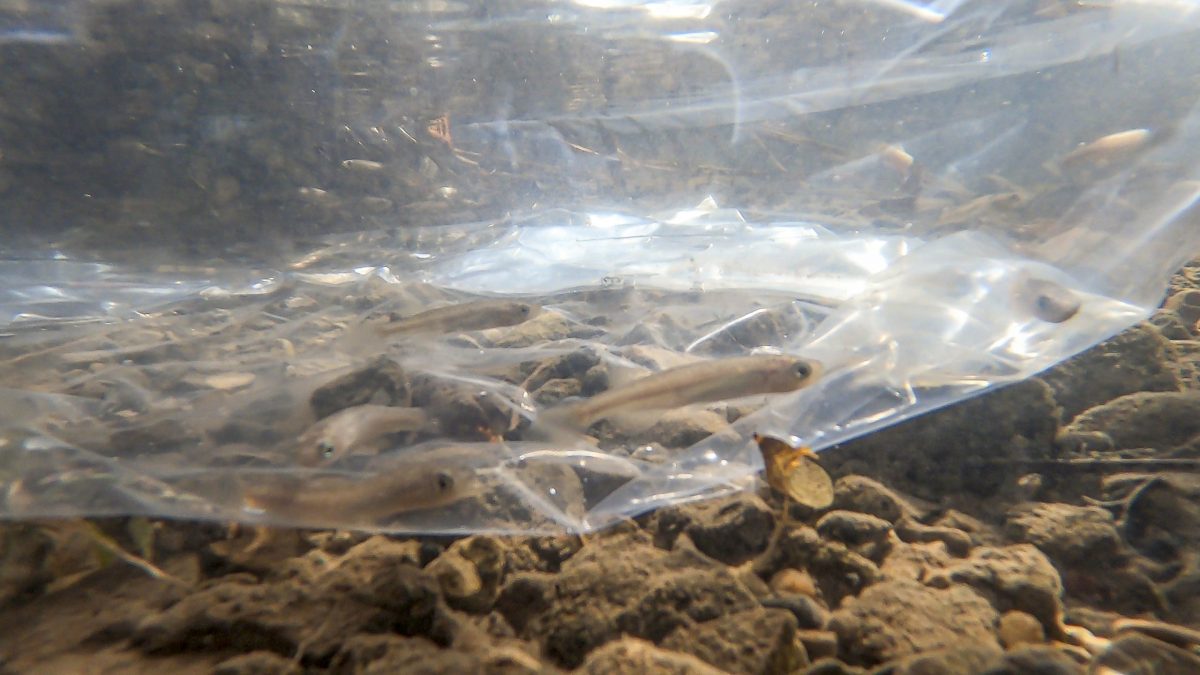 Juvenile endangered Barrens Topminnows raised at the Tennessee Aquarium acclimate to the water at a release site