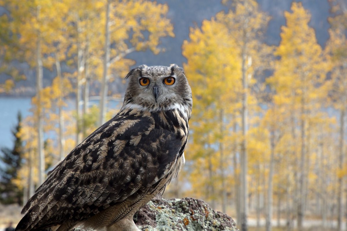 An Eagle Owl stares into the camera in Utah’s Pando Aspen Grove