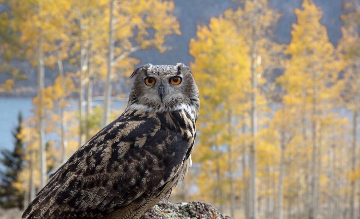 An Eagle Owl stares into the camera in Utah’s Pando Aspen Grove