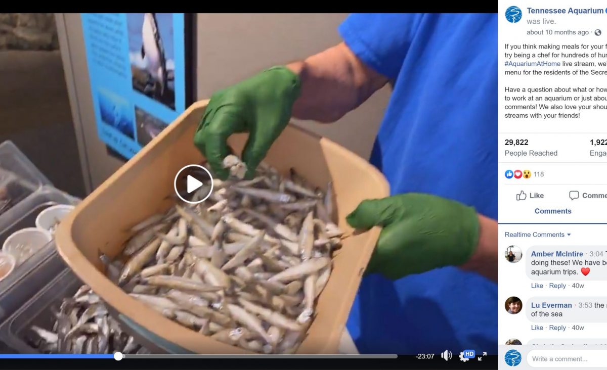 Screen capture of Aquarium at Home live stream