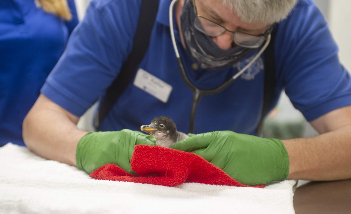 Dr. Chris Keller examines a Gentoo Penguin chick as part of a regular weekly developmental checkup.