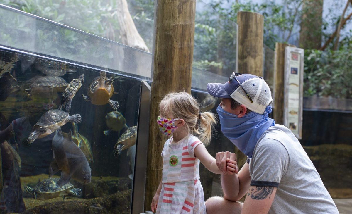 Father and daughter in Delta Country gallery wearing masks