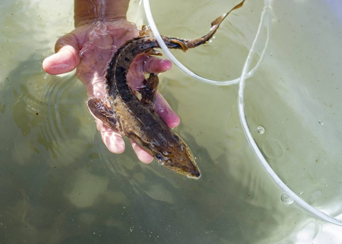 A juvenile Lake Sturgeon swims in a holding vessel prior to its release into the Tennessee River