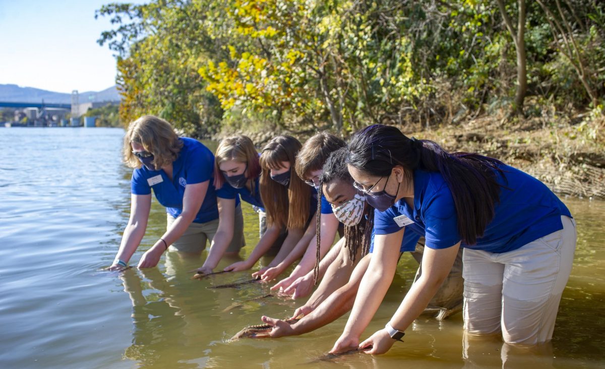 Group release of juvenile Lake Sturgeon into Tennessee River