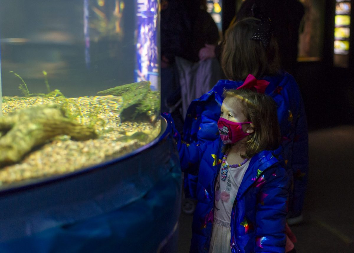 Young girl looking at pop-up tank