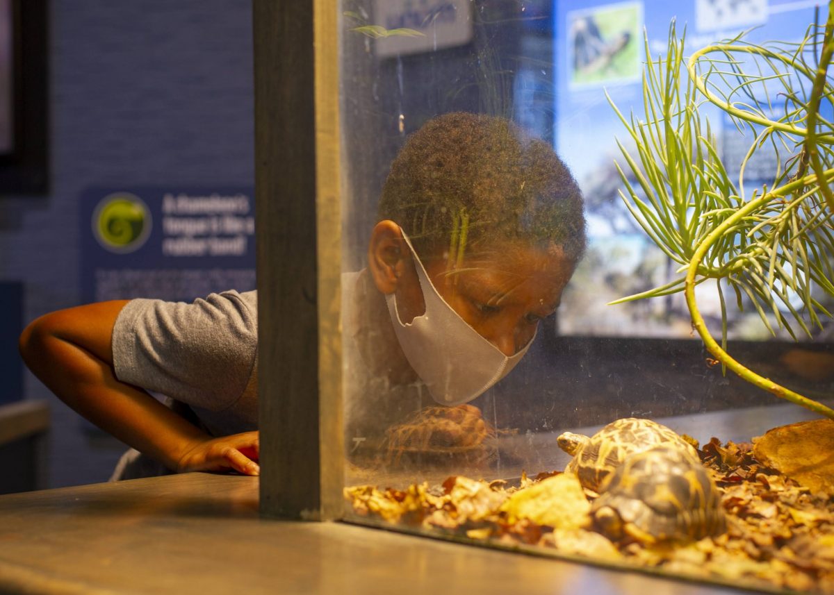 Child looking at Radiate Tortoise