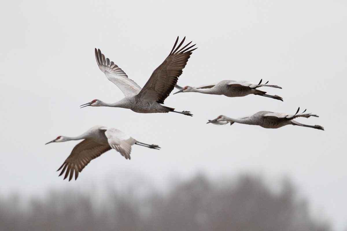 Sandhill Cranes flying