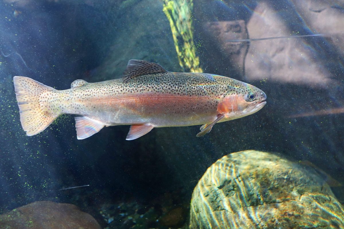 trout swimming
