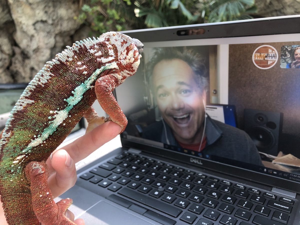 Chameleon starring in a video-conferenced media appearance