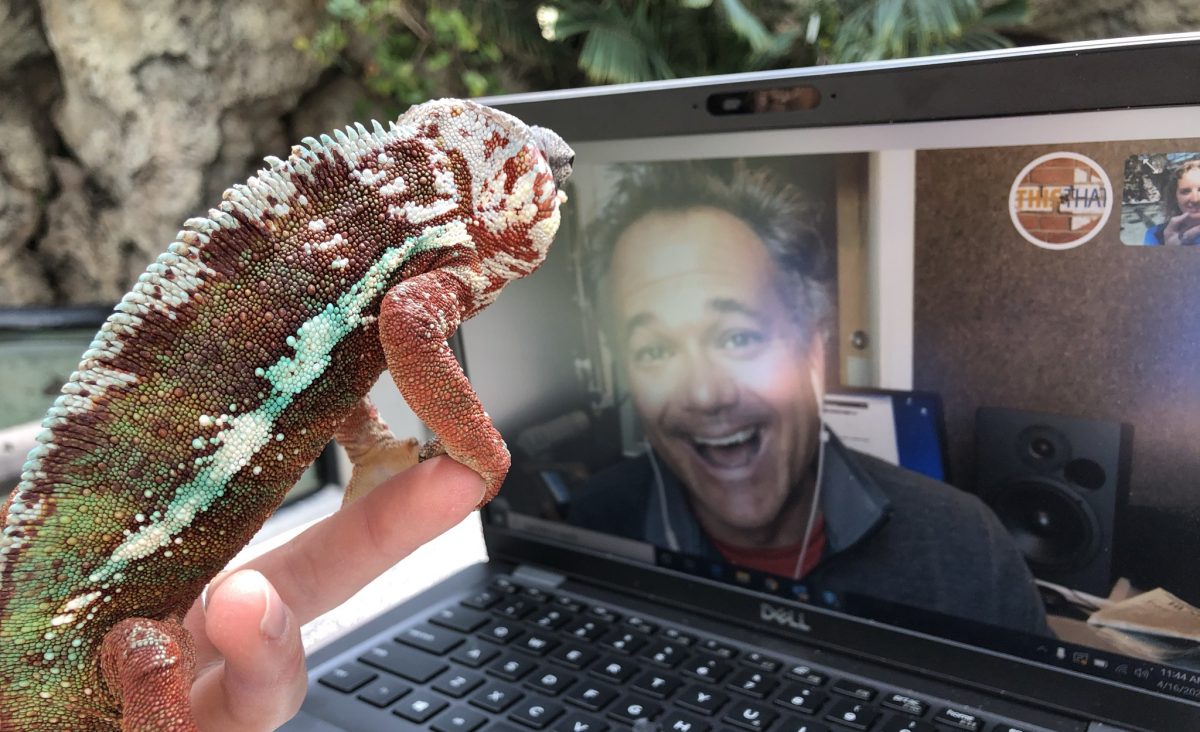 Chameleon starring in a video-conferenced media appearance