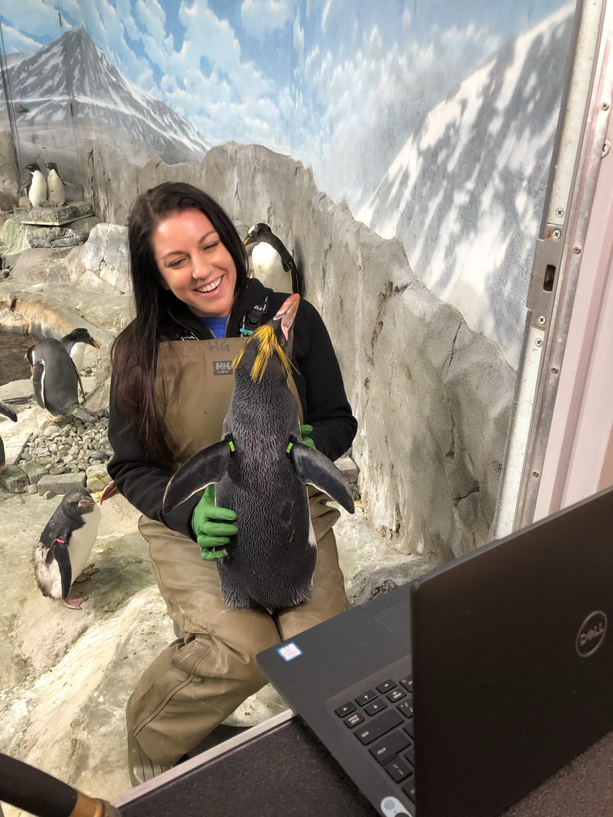 Gentoo Penguin stars in live-streamed media appearance