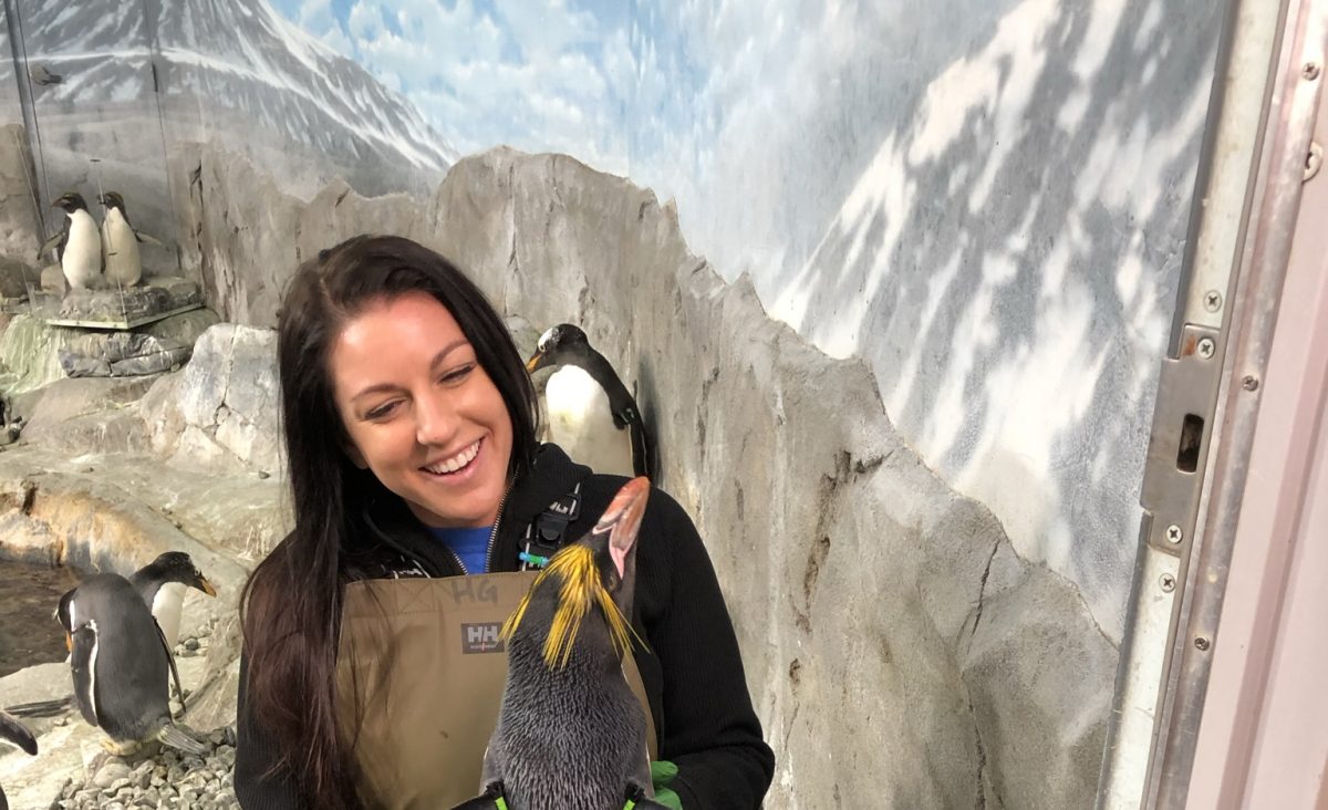 Gentoo Penguin stars in live-streamed media appearance