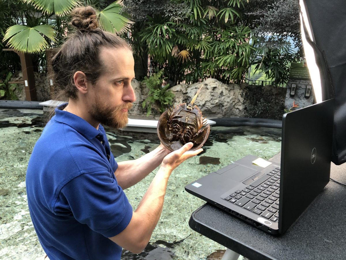 Senior Aquarist Kyle McPheeters displays an animal during a video conferenced media appearance. During the Aquarium's closure, these appearances helped connect the Aquarium's living collection with fans all over the world.