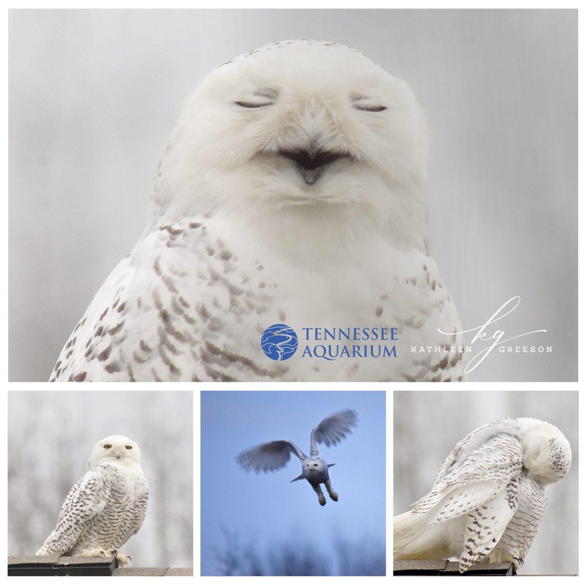 Snowy Owl photos by Kathleen Greeson