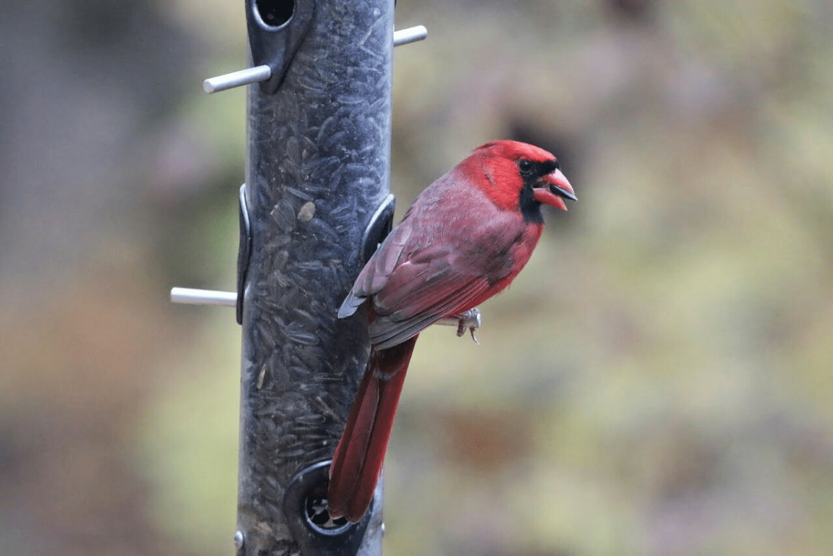 Cardinal at bird feeder