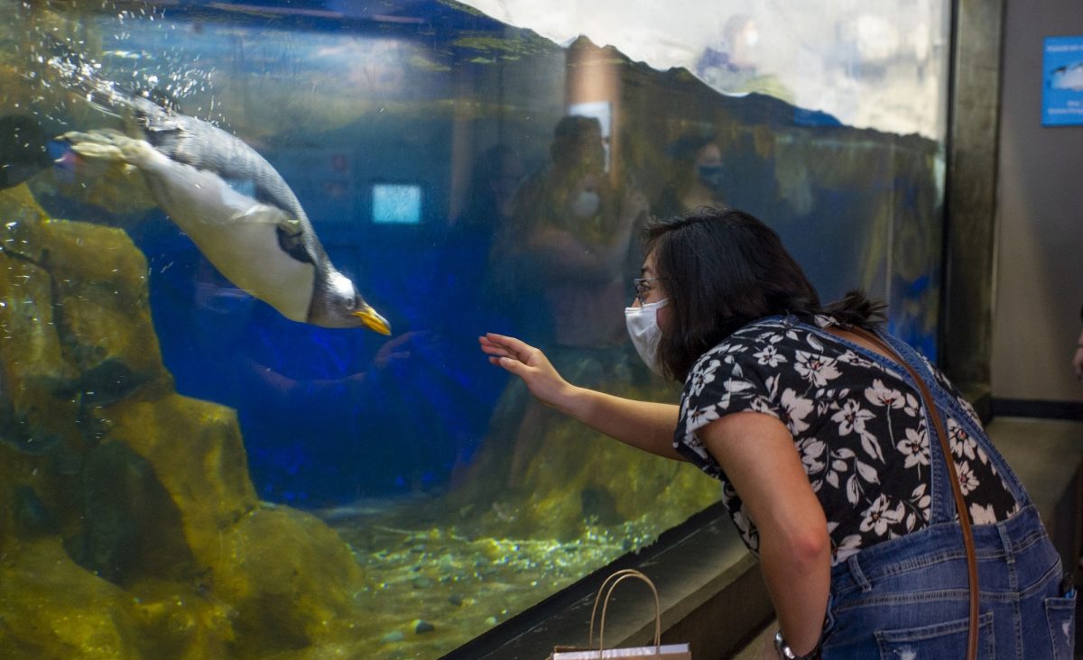 guest viewing penguins
