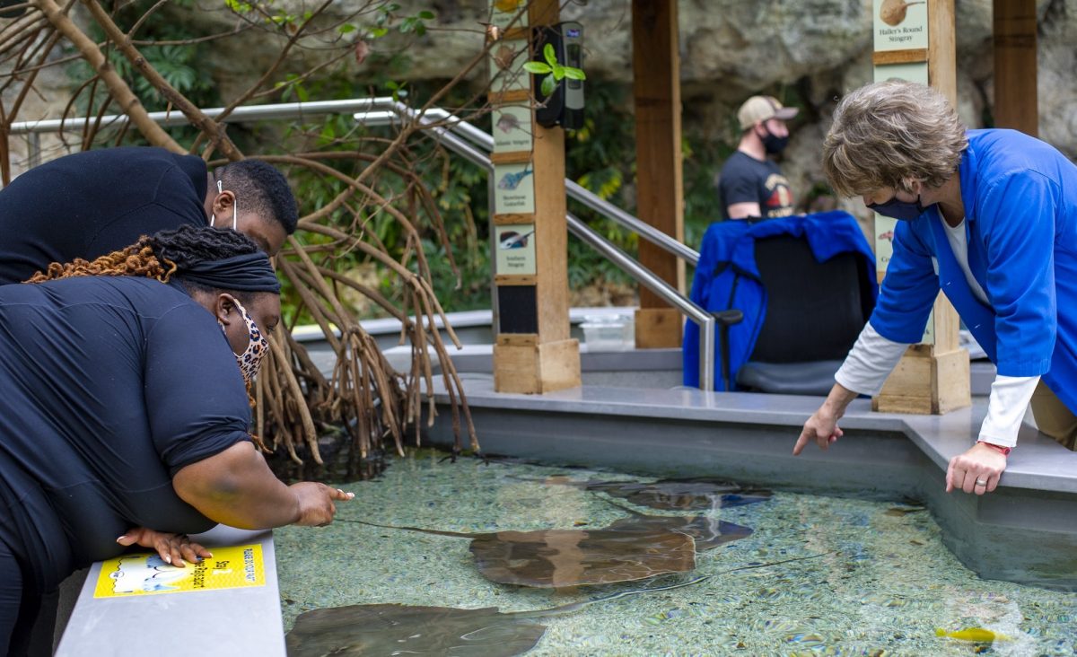guests at Stingray Bay