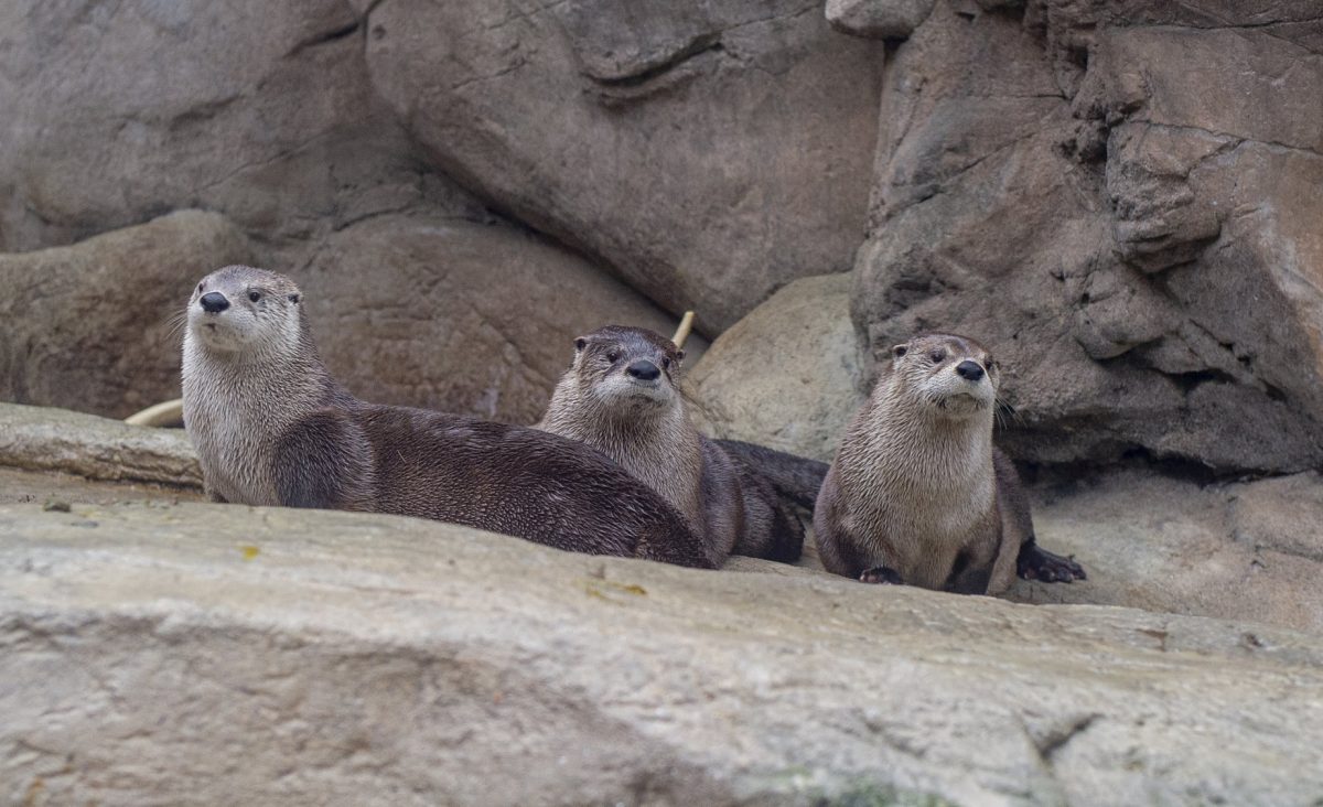 river otters