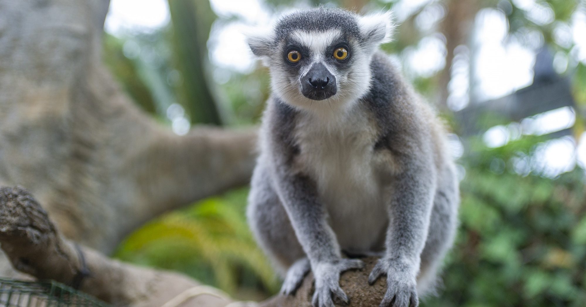 Lemurs installing host family program