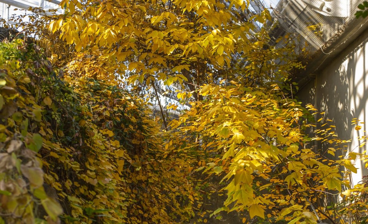 Fall foliage in the Appalachian Cove Forest gallery