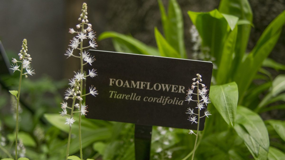 Foamflower blooms in the Appalachian Cove Forest