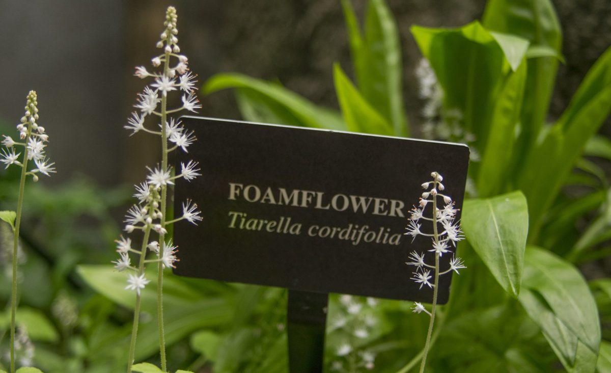 Foamflower blooms in the Appalachian Cove Forest