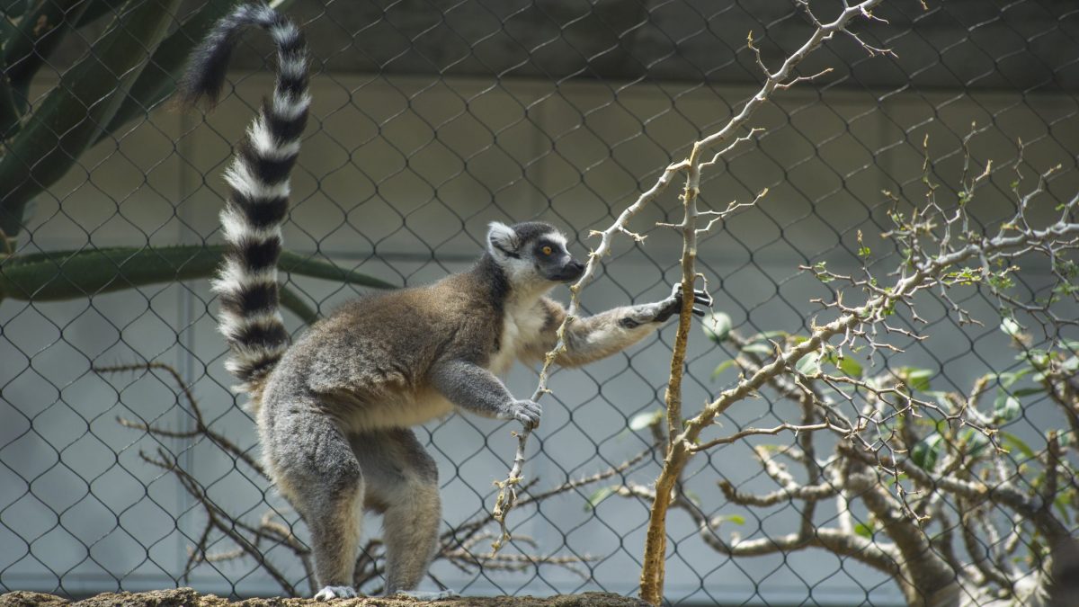 Ring-tailed Lemur snacking on plants in Tropical Cove gallery