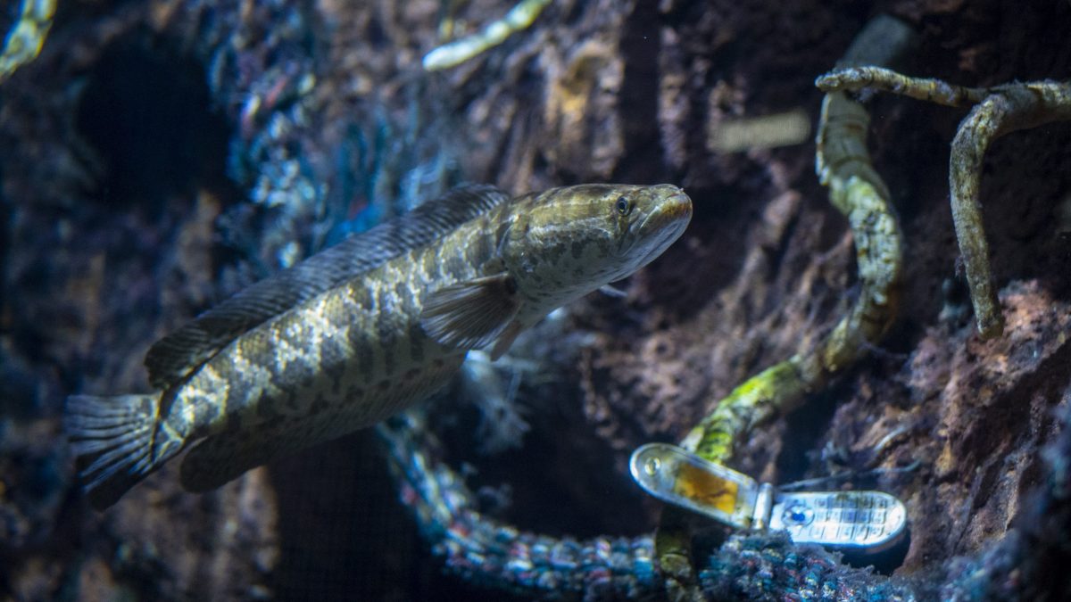 Northern Snakehead swimming in Clean Streams Exhibit