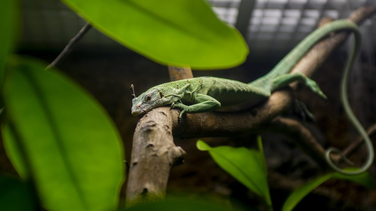 Emerald Tree Monitor relaxing on branch