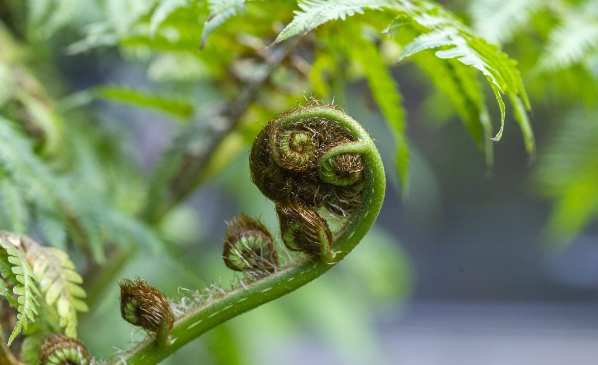 Fiddlehead Fern