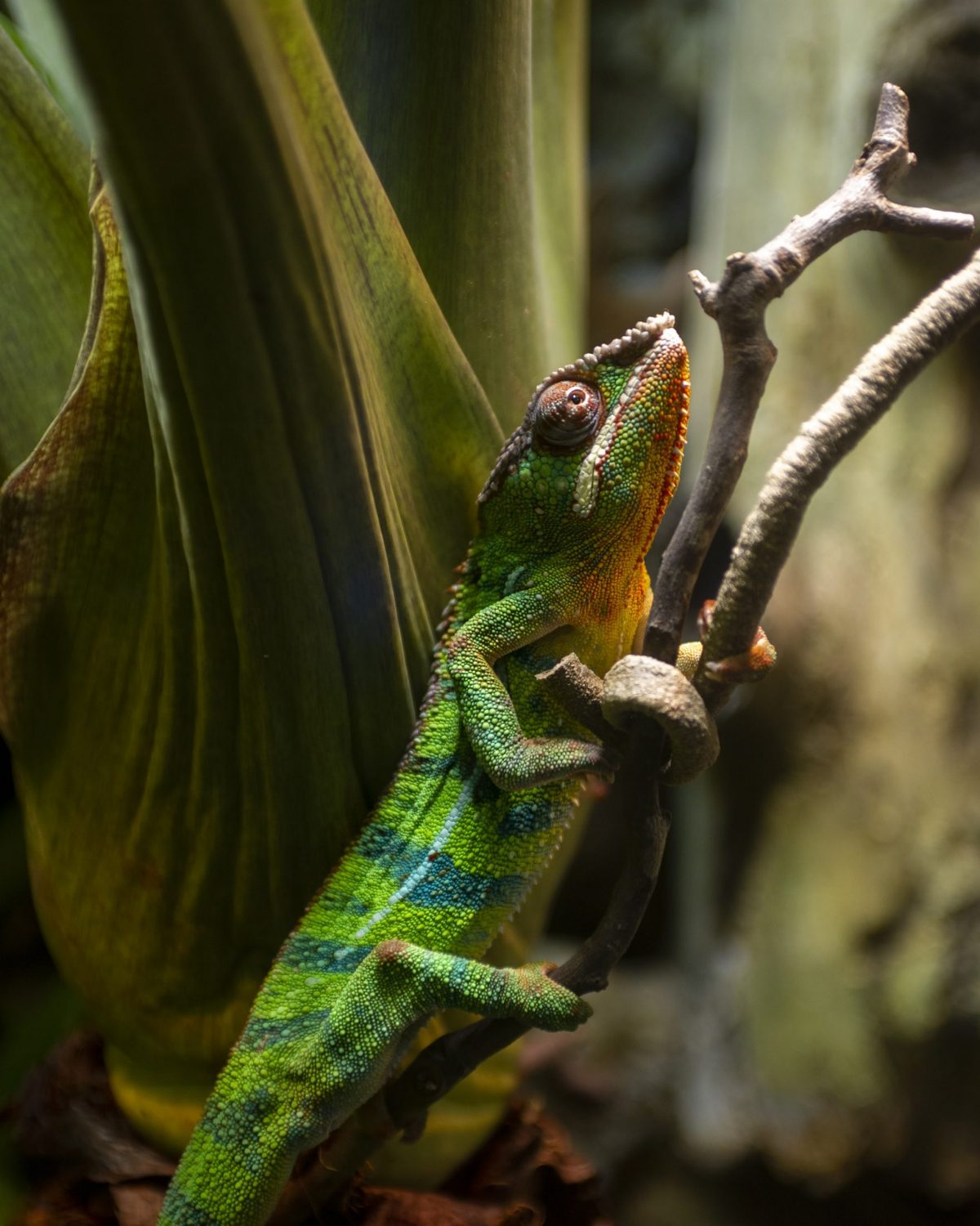 Panther Chameleon crawling up a branch