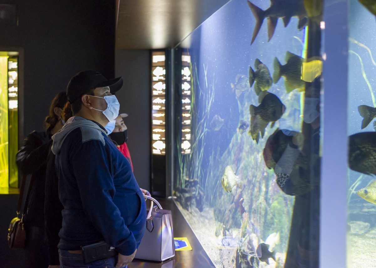 guests viewing Reelfoot Lake exhibit