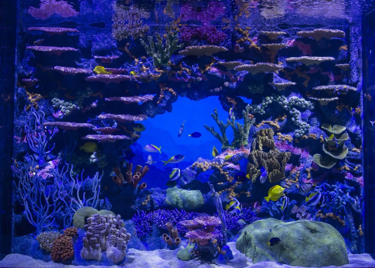 tropical fish swimming in the Indo-Pacifiic tank