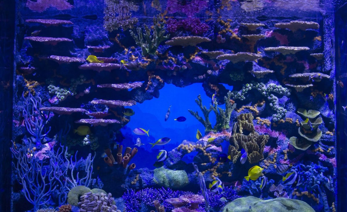 tropical fish swimming in the Indo-Pacifiic tank
