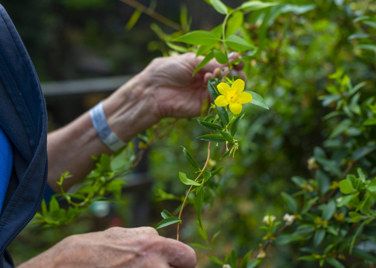 Lead Horticulturist Christine Hunt examines a native wildflower in the Appalachian Cove Forest gallery