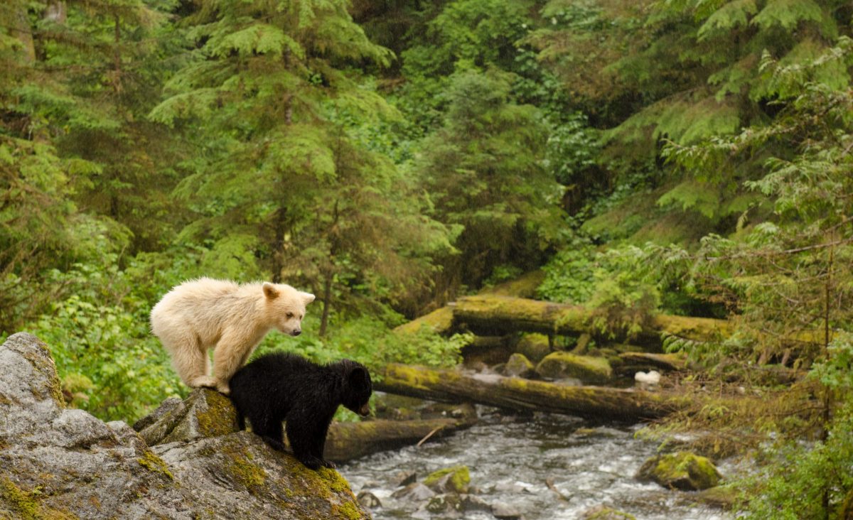 a black bear cub and white bear cub standing on a riverbank