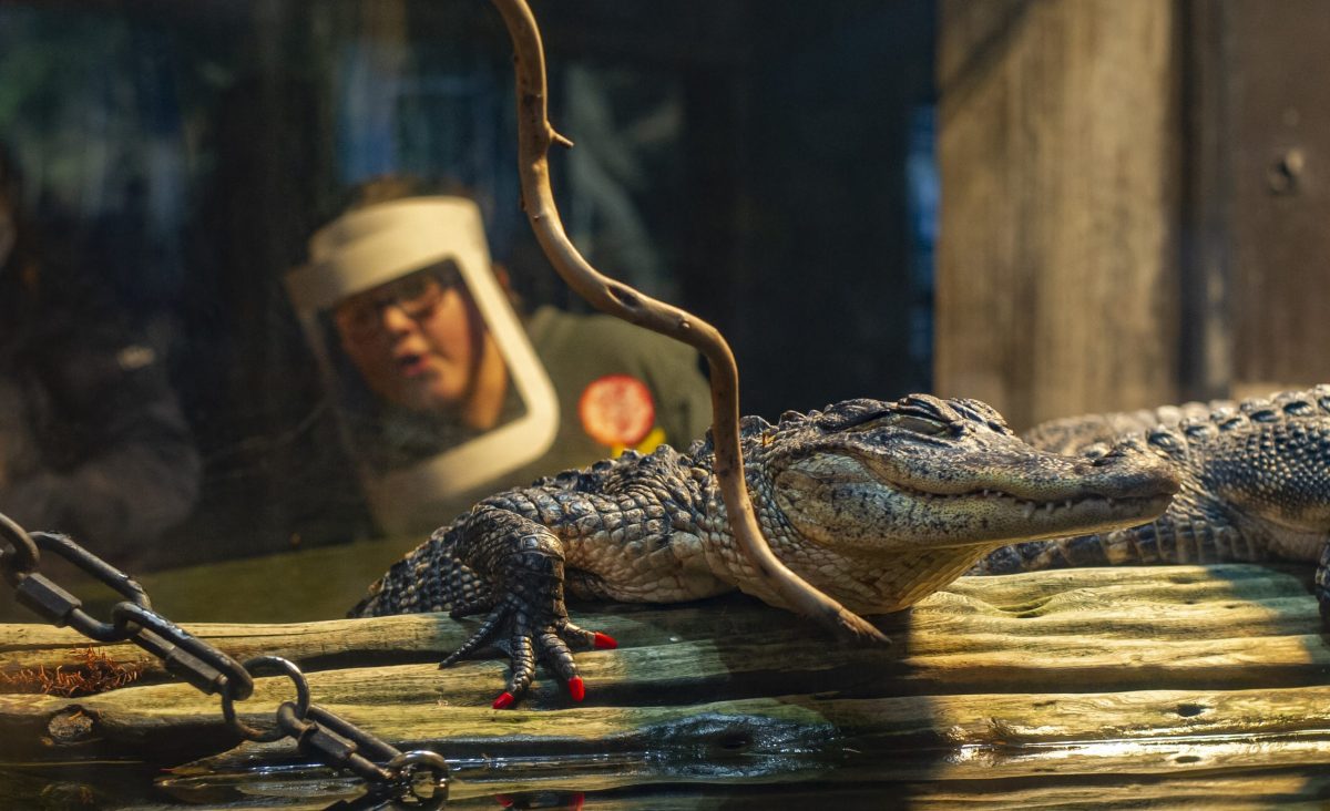 A guest, wearing a face shield, viewing alligators in the Delta Country gallery