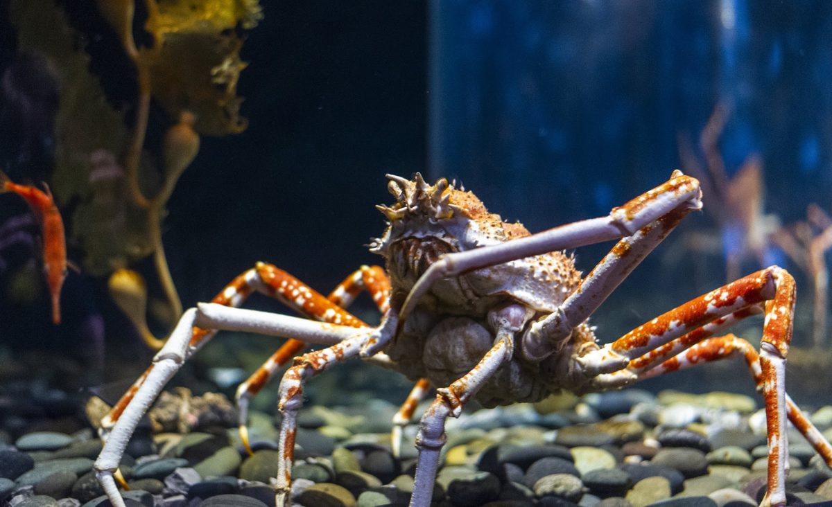 Giant Japanese Spider Crab
