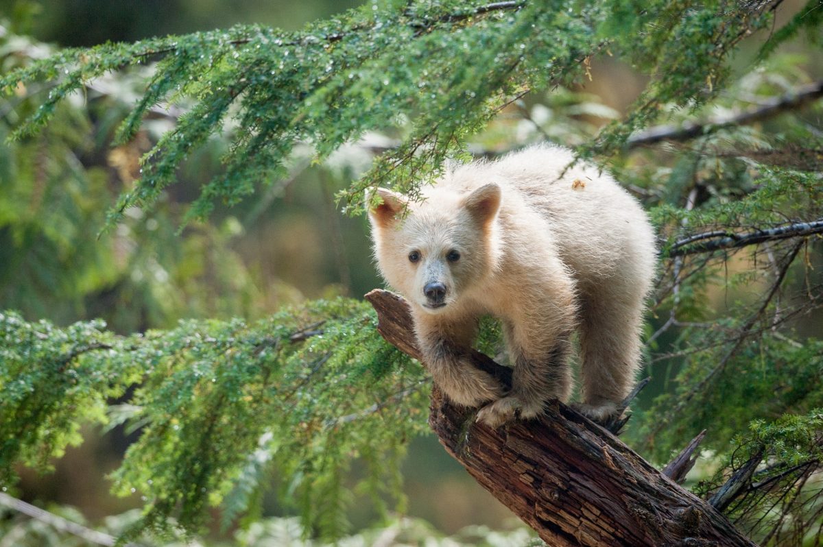 white bear cub standing on tree branch