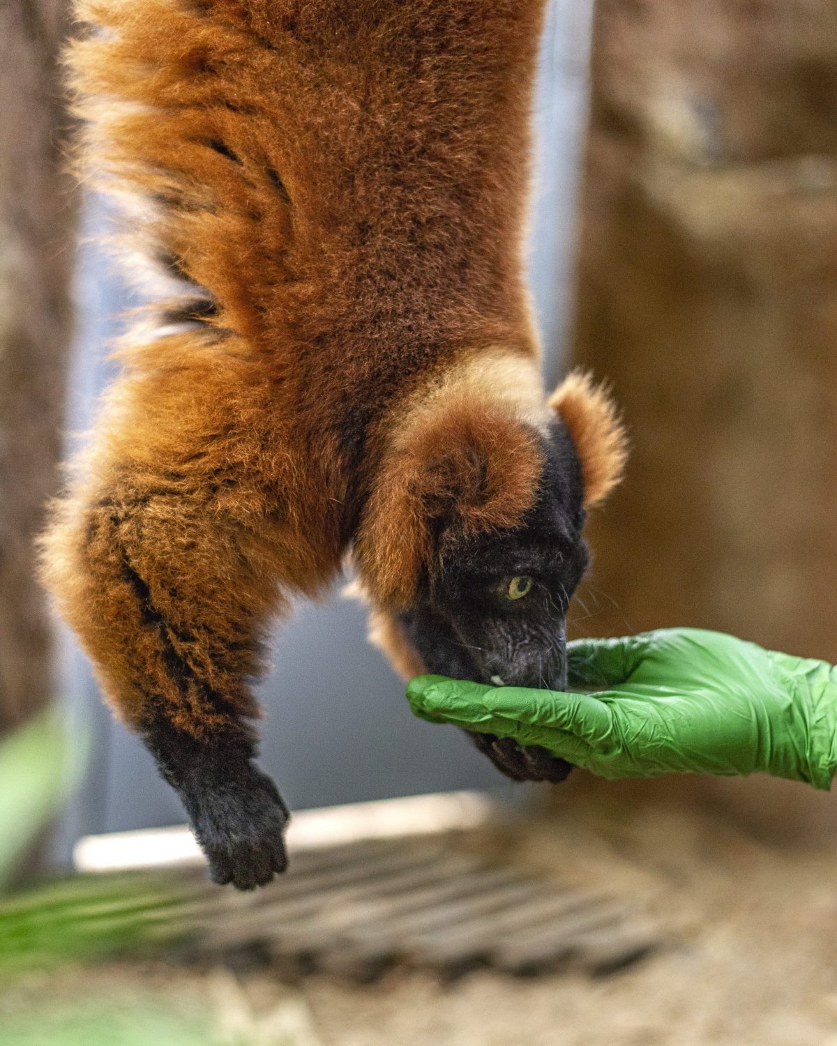 Red-ruffed Lemur Josephine eats a treat during an enrichment activity showcasing her hanging ability.