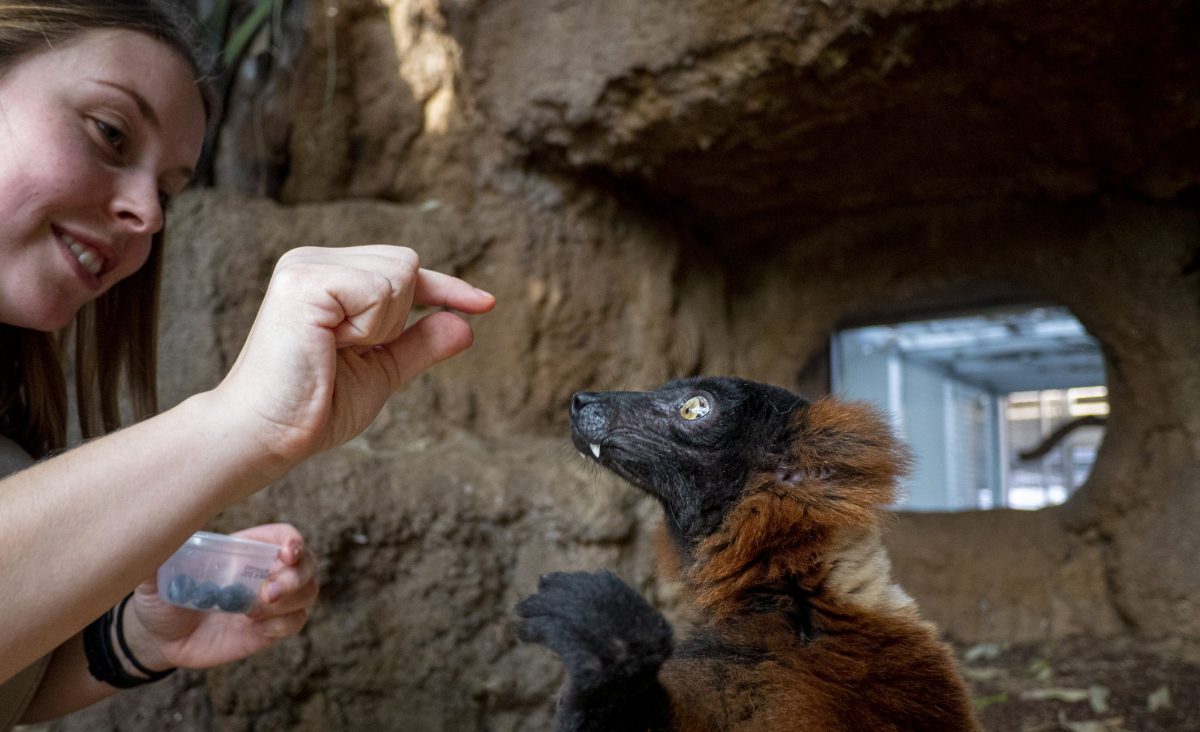 Animal Care Specialist Maggie Sipe conducts an enrichment training session with Red-ruffed Lemur Josephine