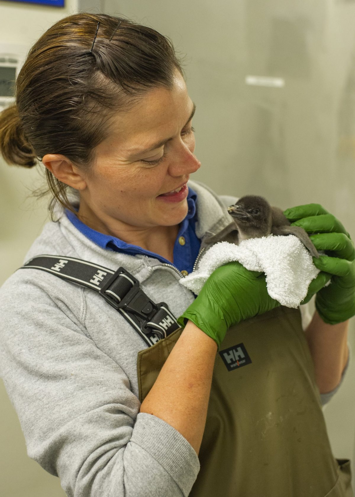 Senior Aviculturist Loribeth Lee holds a Macaroni Penguin chick.