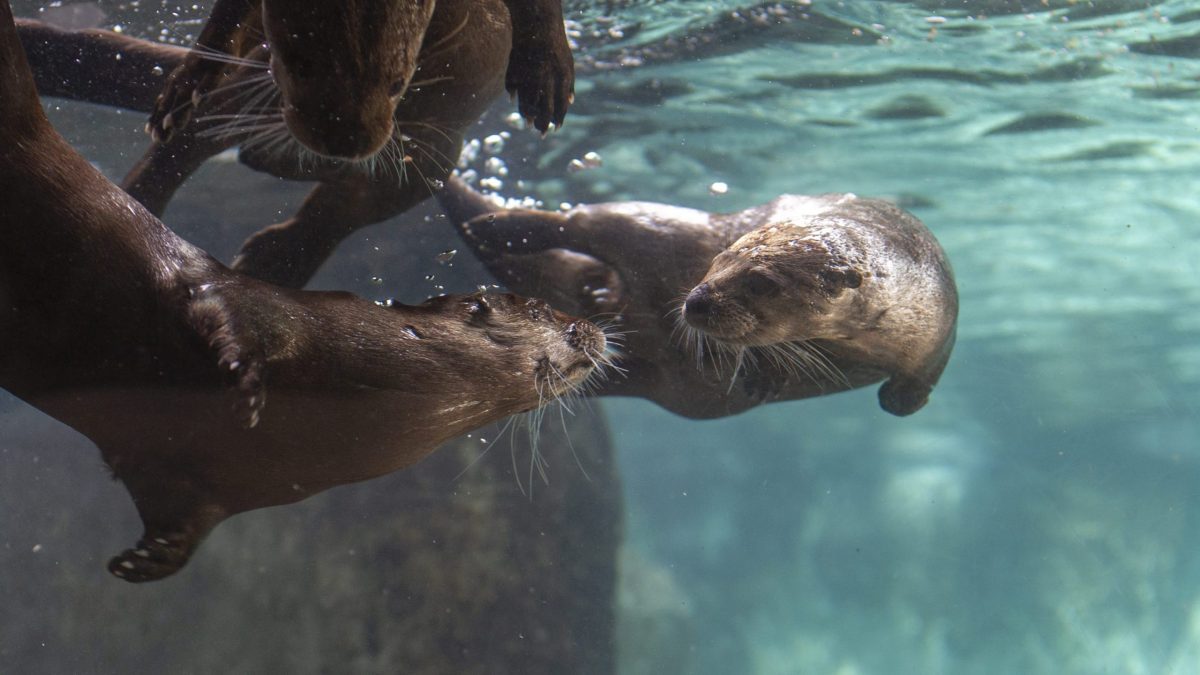 Two North American River Otters swimming