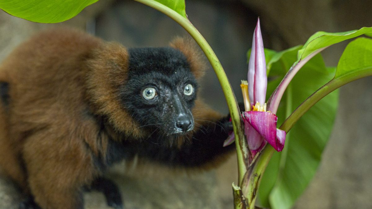Red-ruffed Lemur Josephine holds a banana flower during an enrichment activity
