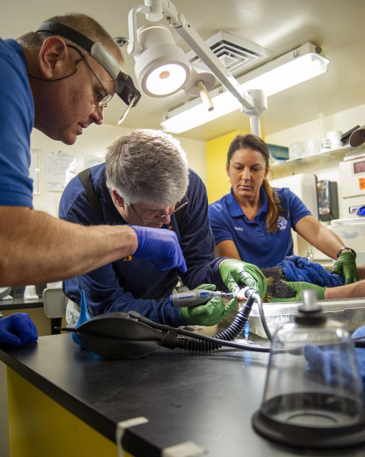 Chattanooga dentist Dr. Ernie Minges, Tennessee aquarium staff veterinarian Dr. Chris Keller and Senior Care Specialist Holly Gibson perform a surgical procedure to repair a penguin's injured beak.