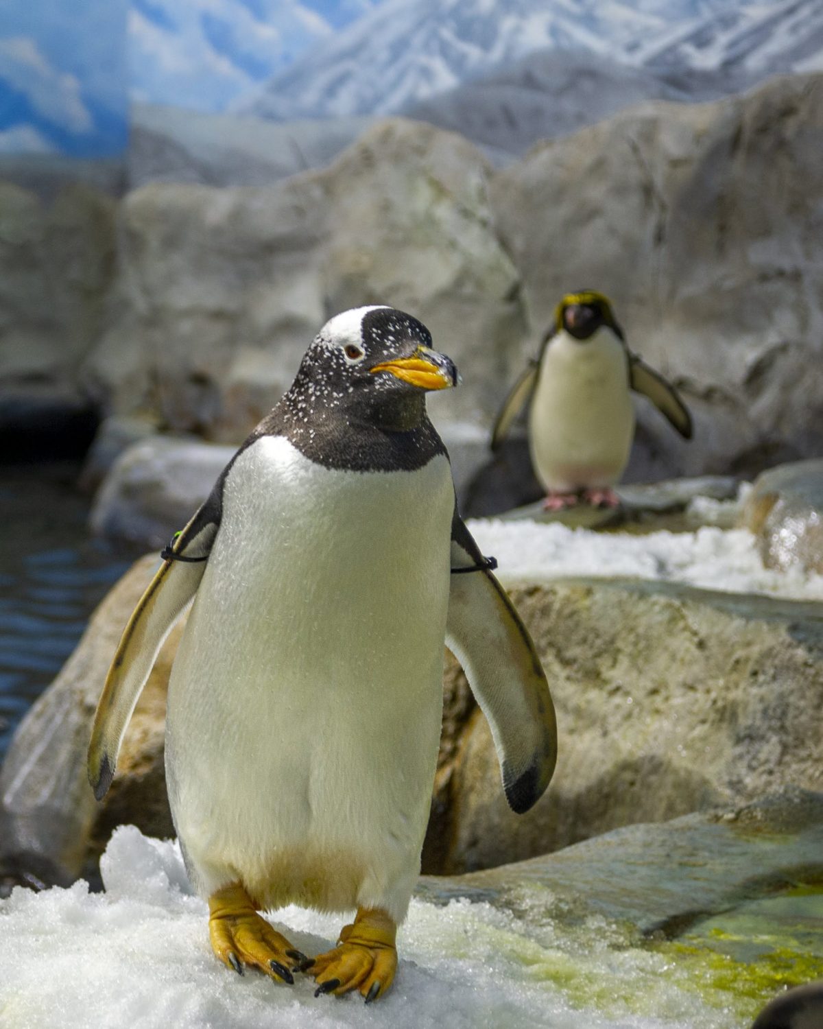 A Gentoo Penguin, foreground, and Macaroni Penguin explore the Penguins' Rock gallery.