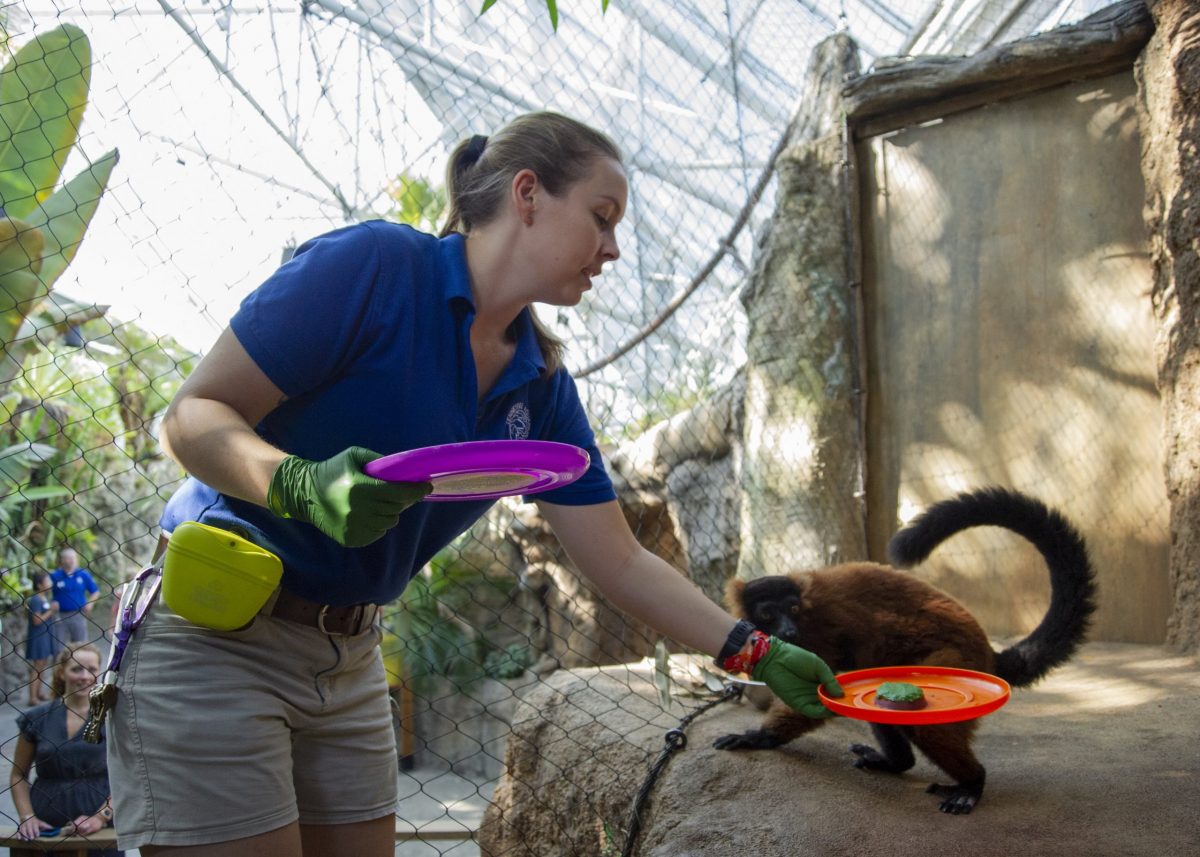 Animal Care Specialist Maggie Sipe delivers a birthday cake to Red-ruffed Lemur Josephine