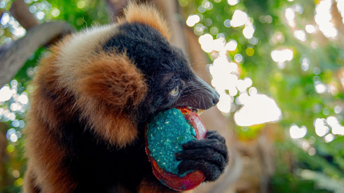 Red-ruffed Lemur Josephine eats her birthday cake on her 18th birthday