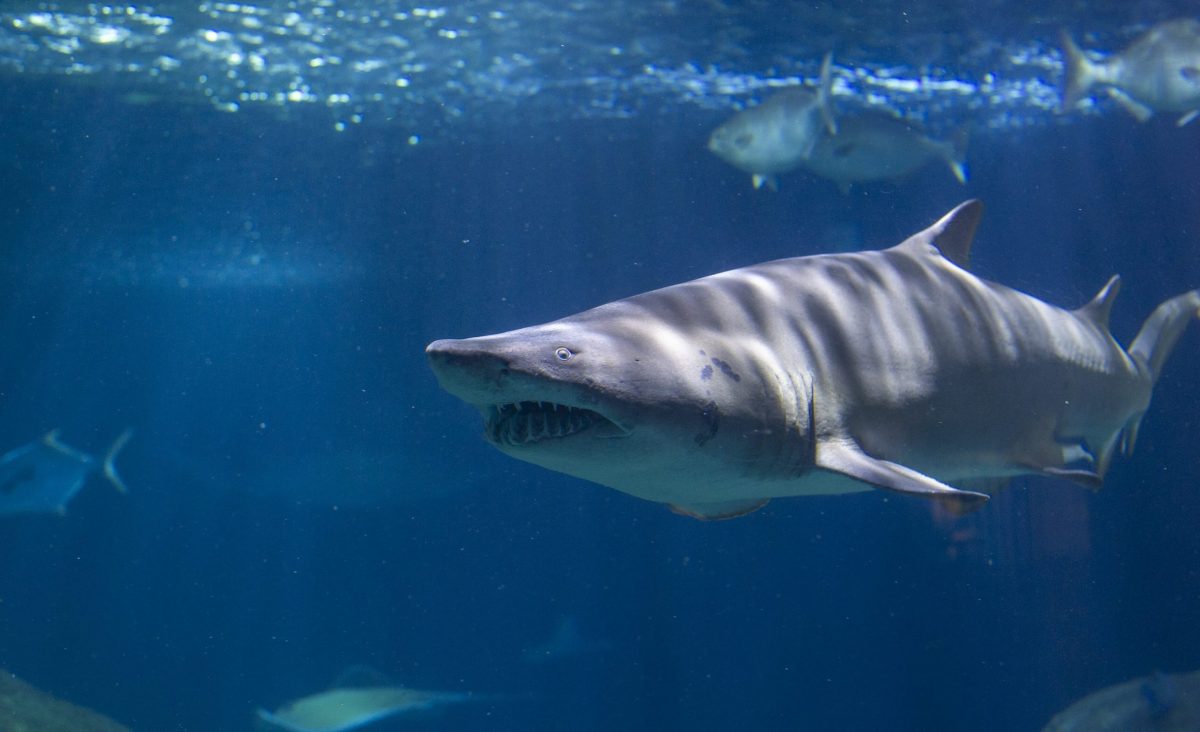 A Sand Tiger Shark swims through the Secret Reef habitat.