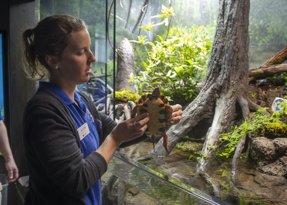 Senior Animal Care Specialist Jennifer Wawra examines at a turtle